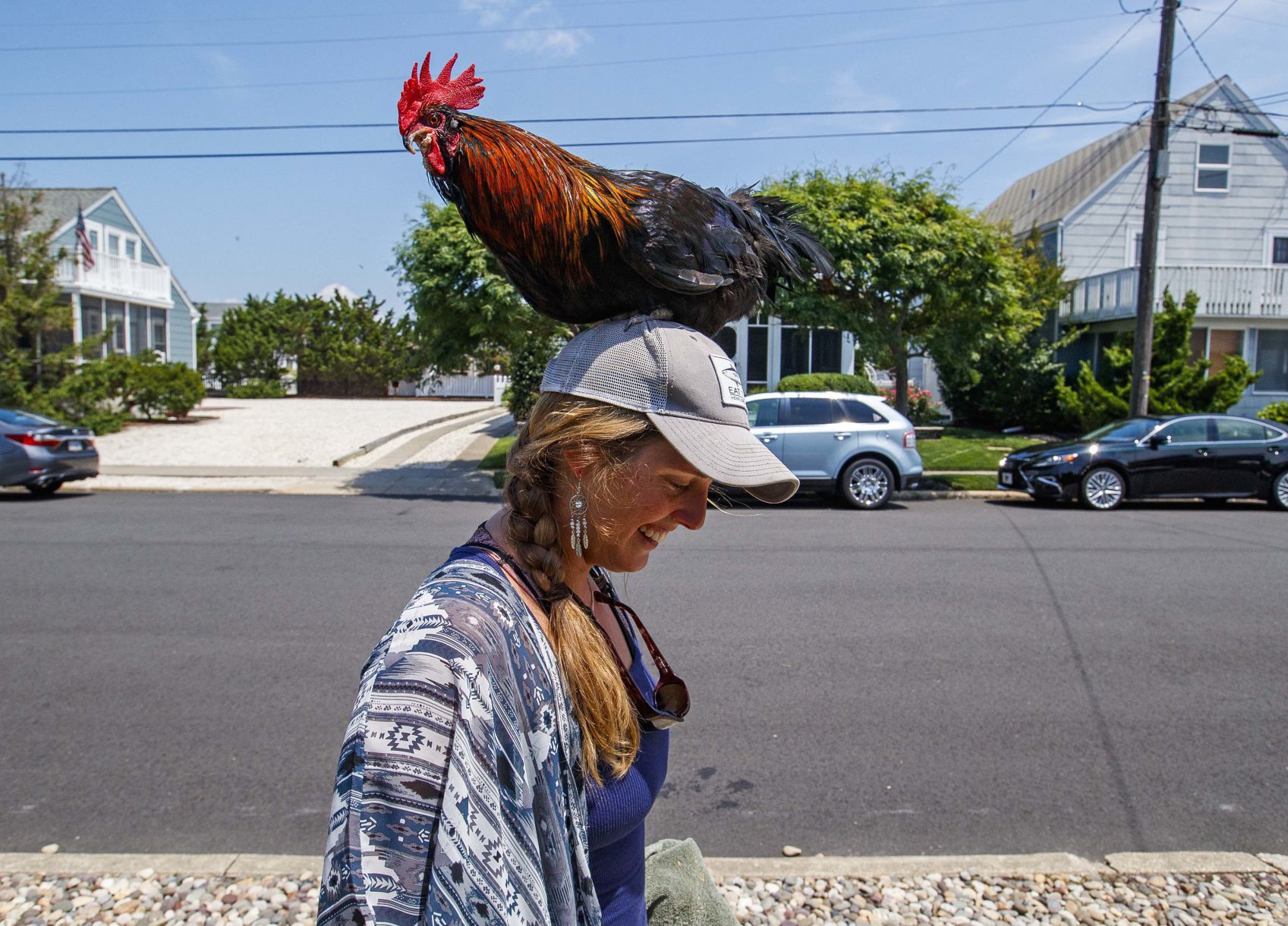 Bluff, an adventurous Rooster